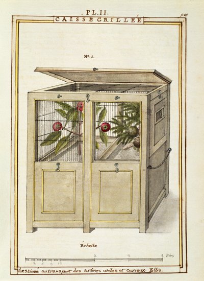 Chest for plant transport, watercolour by Delahaye by Delahaye Delahaye