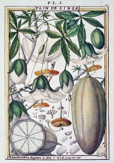 Fruits and flowers of baobab tree (Adansonia digitata) by Delahaye, from Florindie ou Historie physico-economique des Vegetaux de la Torride by Delahaye Delahaye