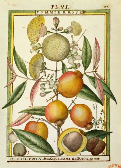 Malabar Plum or Rose apple (Eugenia Jambos or Syzygium Jambos), watercolour by Delahaye by Delahaye Delahaye