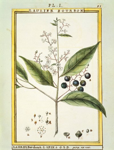Red Bay Tree (Laurus borbonia or Persea carolinensis), watercolour by Delahaye by Delahaye Delahaye