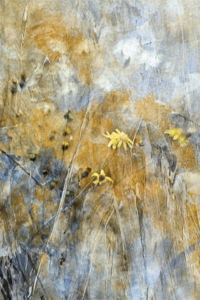 Abstract Meadow Flowers by Delphine Devos