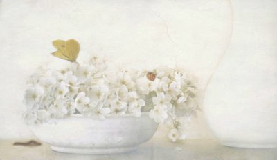 Butterfly on White Blooms by Delphine Devos