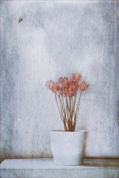 Delicate Dried Flowers by Delphine Devos