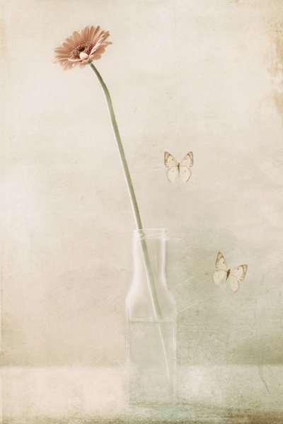 Delicate Gerbera Butterfly Dream by Delphine Devos