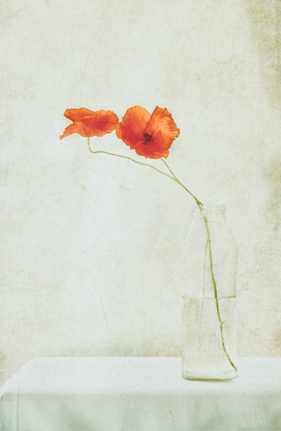 Delicate Poppies in Vase by Delphine Devos