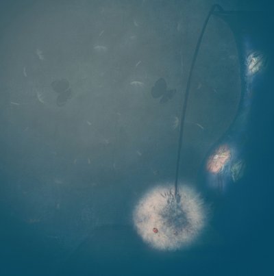 Dreamy Dandelion Ladybug by Delphine Devos