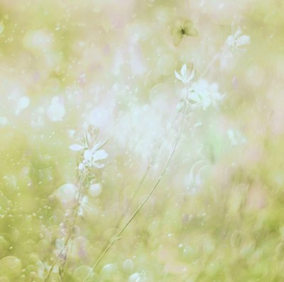 Dreamy Pastel Flowers by Delphine Devos