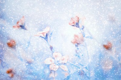 Dreamy Winter Flowers by Delphine Devos