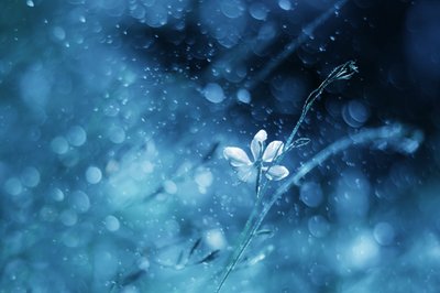 Ethereal Blue Bloom by Delphine Devos