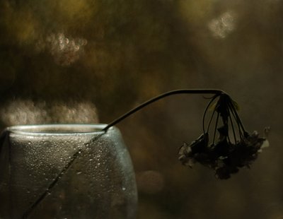 Melancholy Bloom by Delphine Devos