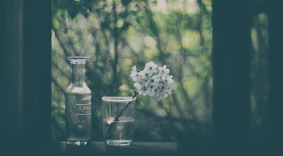 Peaceful Window Blossoms by Delphine Devos