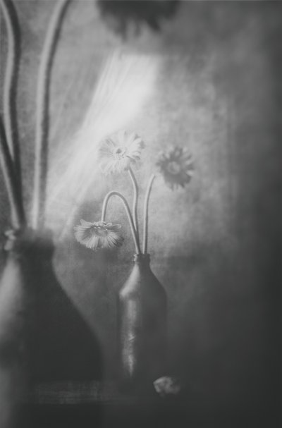 Soft Light Flowers by Delphine Devos