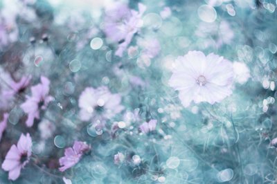 Soft Pastel Cosmos Flowers by Delphine Devos