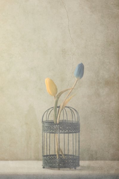 Vintage Caged Tulips by Delphine Devos