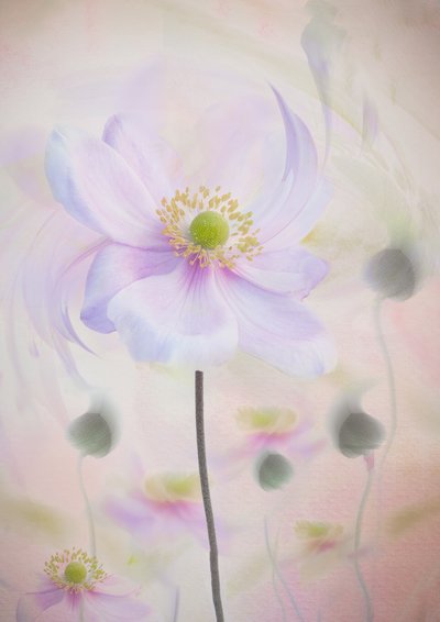Dreamy Pastel Anemone by Denis O Reilly