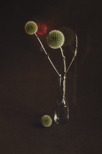 Dried Thistles in Vase by Desislava Ignatova