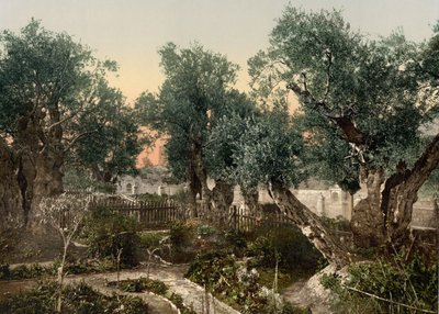 Garden of Gethsemane, Jerusalem, Holy Land, c.1890-c.1900 by Detroit Photographic Co.
