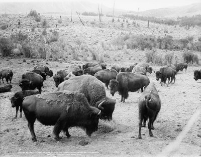 Roosevelt, King of Herd, at Bay, and Carrie Nation, Dehorned by Detroit Publishing Co.
