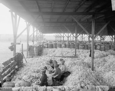 Sorting Cotton for the Atlantic Cotton Compress Company, Pensacola, Florida by Detroit Publishing Co.