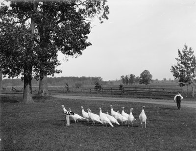 White Holland Turkeys, 1900 by Detroit Publishing Co.