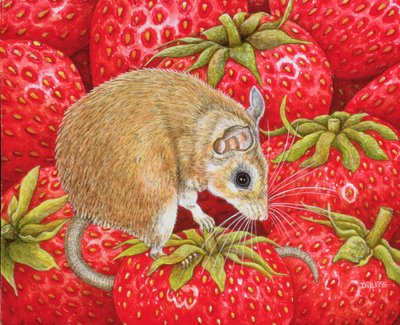 Strawberry-Mouse by Ditz