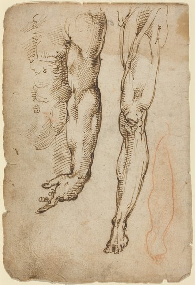 Anatomical Studies by Domenico Beccafumi