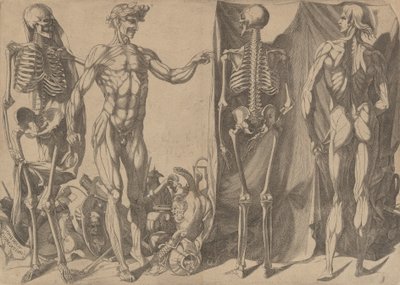 Two Flayed Men and Their Skeletons by Domenico del Barbiere