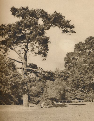 In Hadley Woods, Remnant of the Old Royal Hunting Forest of Enfield Chase by Donald McLeish