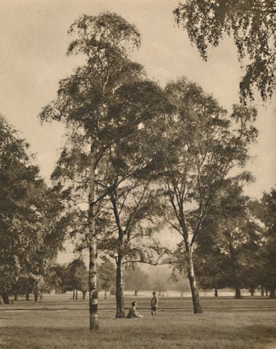 The Lace-Work of the Leaves: A Summer Morning in Hyde Park by Donald McLeish
