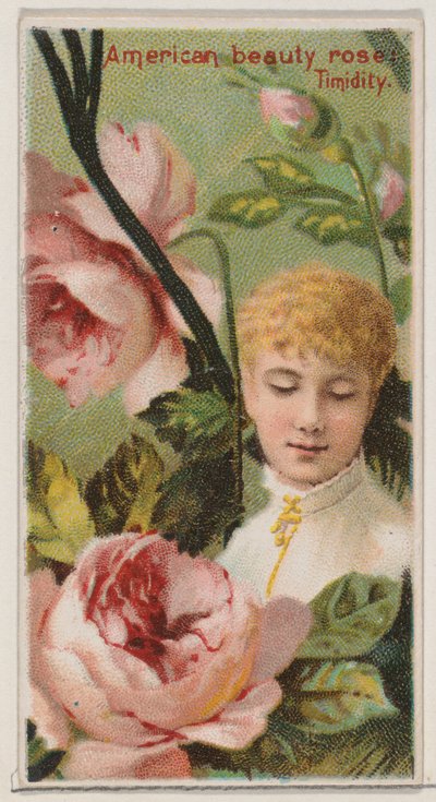 American Beauty Rose: Timidity, from the series Floral Beauties and Language of Flowers by Donaldson Brothers