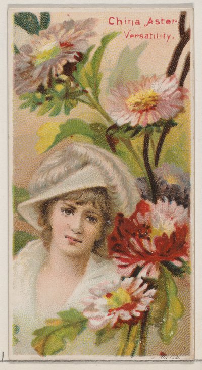 China Aster: Versatility, from the Series Floral Beauties and Language of Flowers by Donaldson Brothers