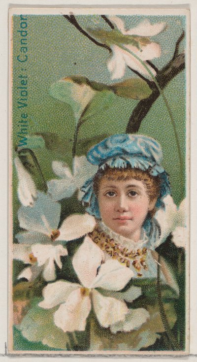 White Violet: Candor, from the Series Floral Beauties and Language of Flowers N75 for Duke by Donaldson Brothers