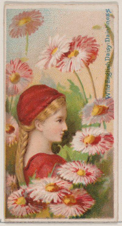 Wild English Daisy: Daintiness, from the series Floral Beauties and Language of Flowers, 1892 by Donaldson Brothers