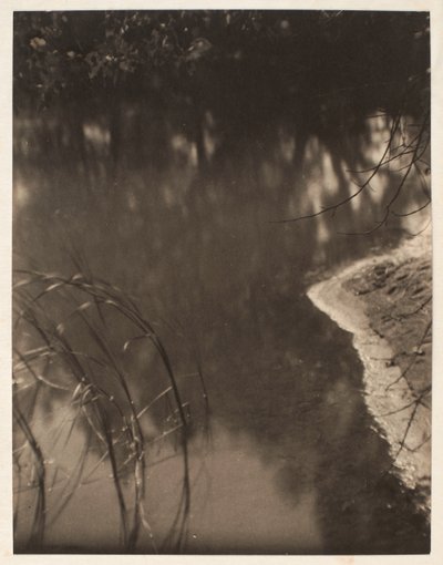 Study of trees reflected in water by Doris Ulmann