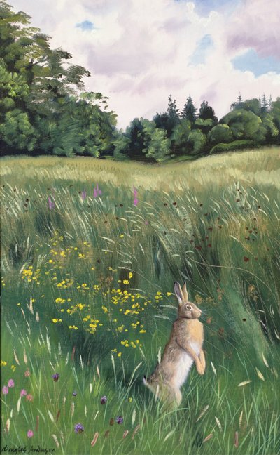 Hare in a Meadow by Douglas Anderson