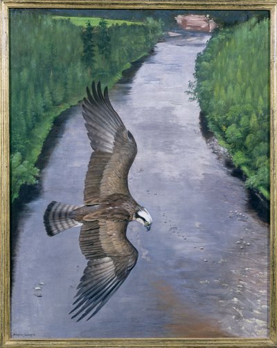 Osprey Fishing by Douglas Anderson