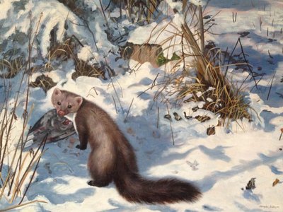 Stone Marten in the Snow by Douglas Anderson