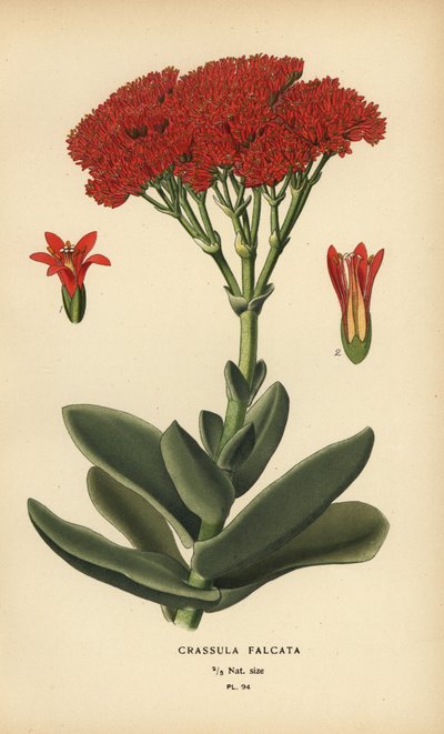 Airplane Plant, Crassula perfoliata var. falcata by Désiré Georges Jean Marie Bois