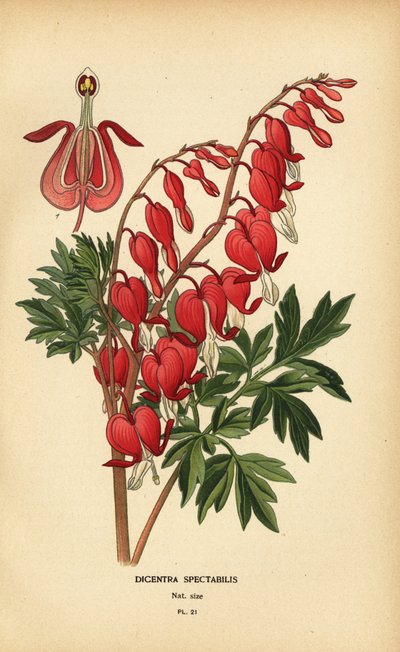 Asian bleeding heart, Lamprocapnos spectabilis by Désiré Georges Jean Marie Bois