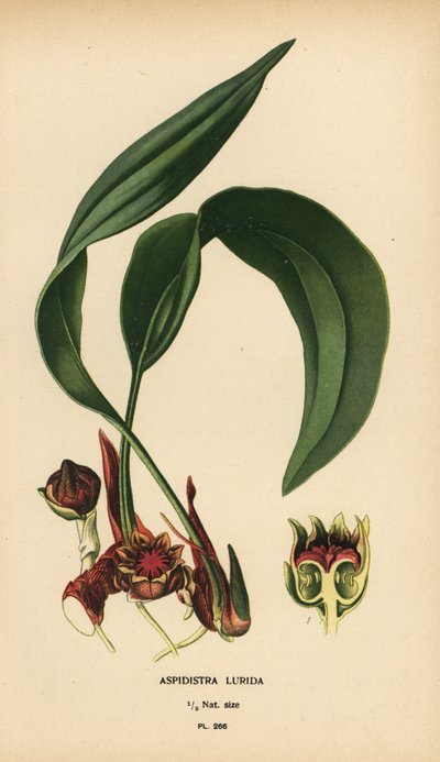 Aspidistra lurida by Désiré Georges Jean Marie Bois