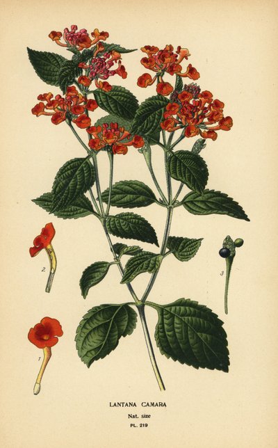 Big sage, ghaneri or tickberry, Lantana camara. Chromolithograph from an illustration by Desire Bois from Edward Step’s Favourite Flowers of Garden and Greenhouse, Frederick Warne, London by Désiré Georges Jean Marie Bois