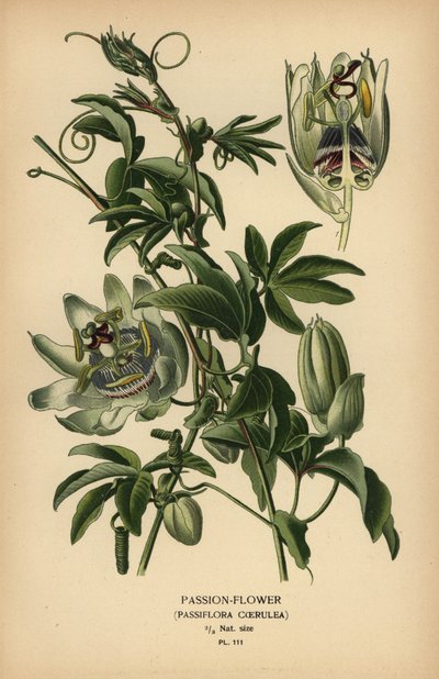 Blue passion-flower, Passiflora caerulea by Désiré Georges Jean Marie Bois