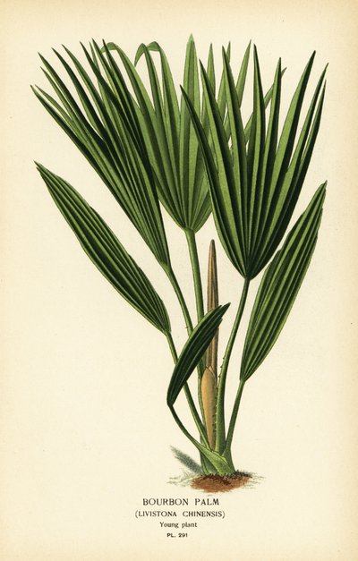 Bourbon Palm or Chinese Fan Palm, Livistona chinensis. Chromolithograph from an Illustration by Desire Bois from Edward Step’s Favourite Flowers of Garden and Greenhouse, Frederick Warne, London by Désiré Georges Jean Marie Bois