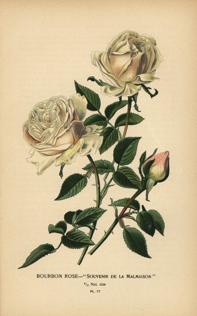 Bourbon Rose, Souvenir de la Malmaison by Désiré Georges Jean Marie Bois