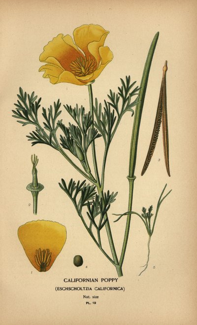 Californian poppy, Eschscholzia californica by Désiré Georges Jean Marie Bois
