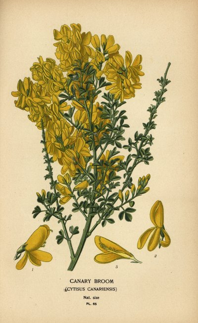 Canary Broom, Genista canariensis by Désiré Georges Jean Marie Bois