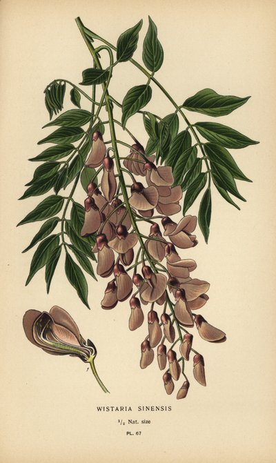 Chinese wisteria, Wisteria sinensis by Désiré Georges Jean Marie Bois