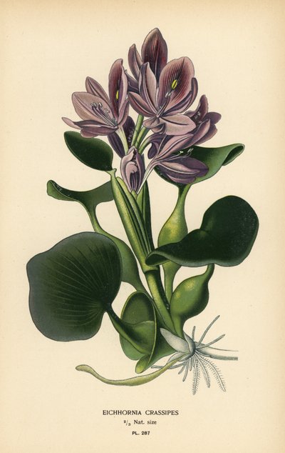 Common water hyacinth, Eichhornia crassipes. Chromolithograph from an illustration by Desire Bois from Edward Step