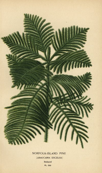 Cook pine, Araucaria columnaris. (Norfolk Island pine, Araucaria excelsa). Chromolithograph from an illustration by Desire Bois from Edward Step’s Favourite Flowers of Garden and Greenhouse, Frederick Warne, London by Désiré Georges Jean Marie Bois