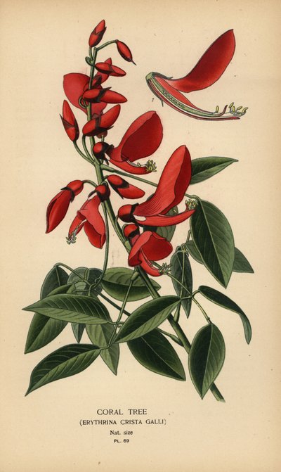 Coral tree, Erythrina crista-galli by Désiré Georges Jean Marie Bois